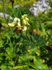 Vicia balansae