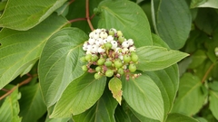 Cornus alba