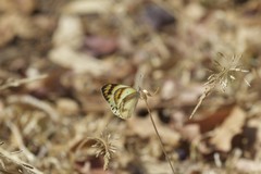 Colotis antevippe gavisa
