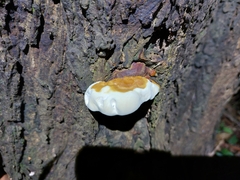 Ganoderma zonatum