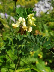 Vicia balansae