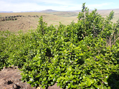 Rhamnus prinoides