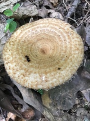 Lactarius psammicola