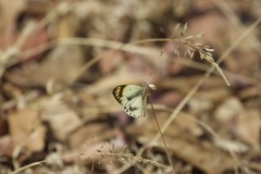 Colotis antevippe gavisa