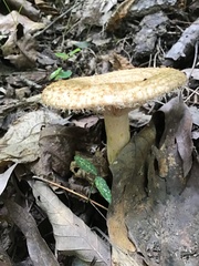Lactarius psammicola