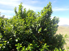 Rhamnus prinoides