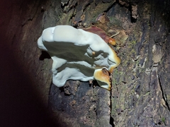 Ganoderma zonatum