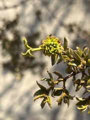 Asphondylia rosetta