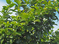Rhamnus prinoides