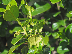 Rhamnus prinoides