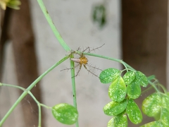 Oxyopes sertatus