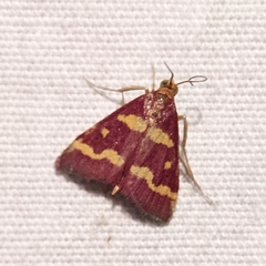 Pyrausta tyralis