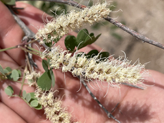 Mimosa distachya
