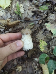 Boletus edulis