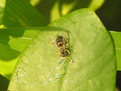 Vespula flaviceps