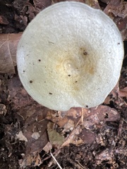 Hygrophorus chrysodon