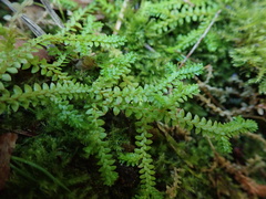 Selaginella helvetica