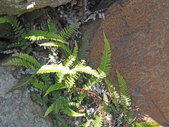 Blechnum australe