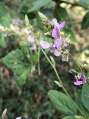 Desmodium canescens