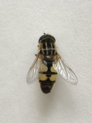 Helophilus latifrons