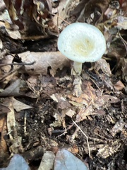 Hygrophorus chrysodon