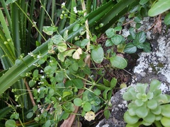 Leptopetalum biflorum