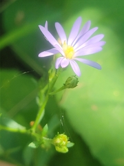 Symphyotrichum ciliolatum