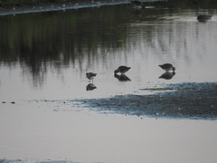 Gallinago gallinago