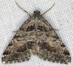 Macaria colata