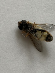 Helophilus latifrons