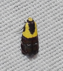 Rectiostoma xanthobasis