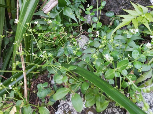 Leptopetalum biflorum, photograph 1