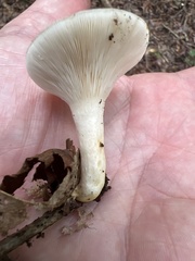 Hygrophorus chrysodon