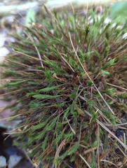 Polytrichum strictum