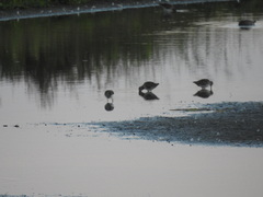 Gallinago gallinago