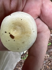 Hygrophorus chrysodon