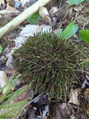 Polytrichum strictum