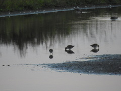 Gallinago gallinago
