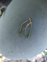 Polytrichum strictum