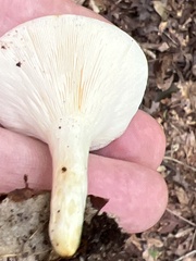 Hygrophorus chrysodon