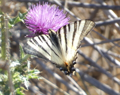 Iphiclides podalirius