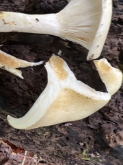 Hygrophorus chrysodon