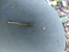 Polytrichum strictum