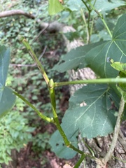 Morus rubra