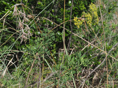 Notobubon laevigatum