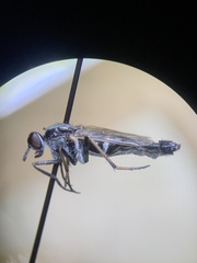 Ozodiceromyia