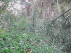 Sanguisorba applanata