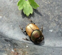 Onthophagus coenobita
