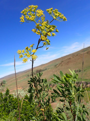 Notobubon laevigatum
