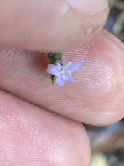 Verbenaceae